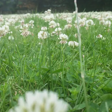 Slapen & Smullen לינה וארוחת בוקר Swalmen